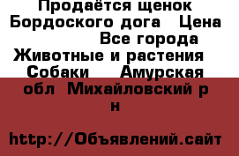 Продаётся щенок Бордоского дога › Цена ­ 37 000 - Все города Животные и растения » Собаки   . Амурская обл.,Михайловский р-н